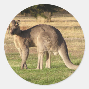 カンガルー写真ステッカー ラウンドシール