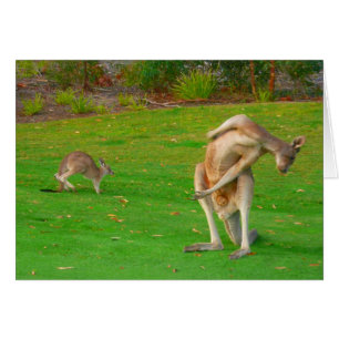 カンガルー及びjoey