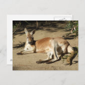カンガルー葉書 ポストカード (正面/裏面)