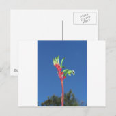 カンガルー足植物 ポストカード (正面/裏面)