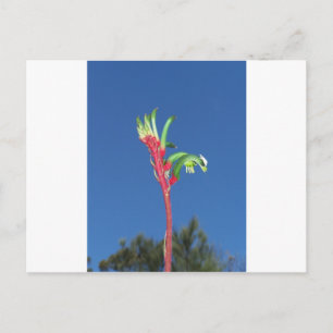 カンガルー足植物 ポストカード