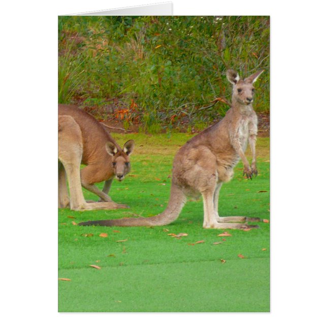 カンガルー (正面)