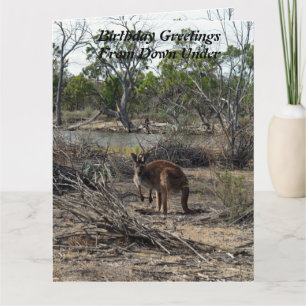 カンガルー・アット・ザ・ビラボン、ジャンボ誕生日・カード、 カード