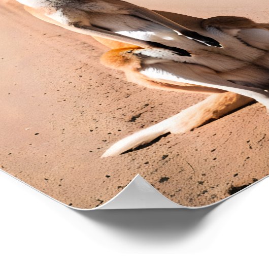 カンガルー・イン・ザ・アウトバック ポスター (角)