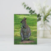カンガルー、オークス葉はがき ポストカード (スタンド正面)