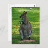 カンガルー、オークス葉はがき ポストカード (正面/裏面)