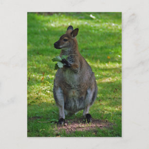 カンガルー、オークス葉はがき ポストカード