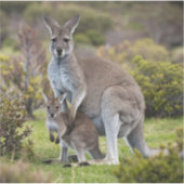 カンガルー・ジョーイ シール (正面)