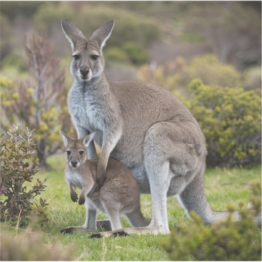 カンガルー・ジョーイ シール (正面)