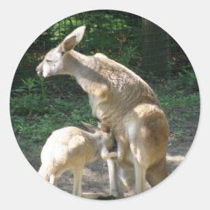 カンガルー・ジョーイ・ステッカー ラウンドシール