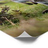 カンガルー・ジョーイ ポスター (角)