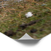 カンガルー・ジョーイ ポスター (角)