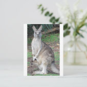 カンガルー・ジョーイ ポストカード (スタンド正面)