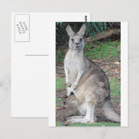 カンガルー・ジョーイ ポストカード (正面/裏面)