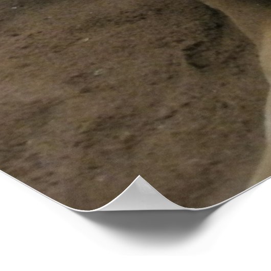 カンガルー ポスター (角)