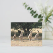 カンガルー ポストカード (スタンド正面)