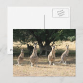 カンガルー ポストカード (正面/裏面)