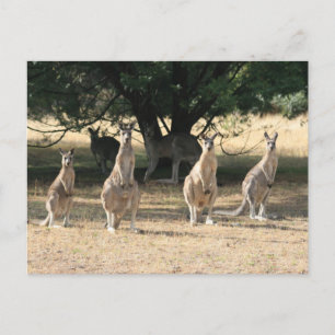 カンガルー ポストカード