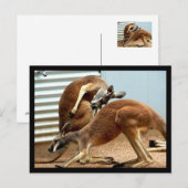 カンガルー ポストカード (正面/裏面)