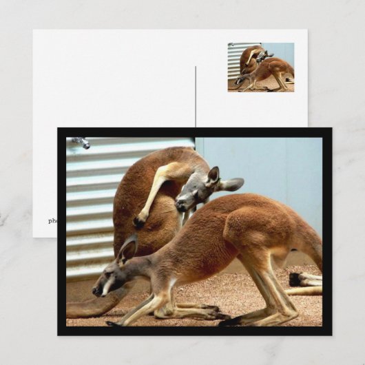 カンガルー ポストカード (正面/裏面)