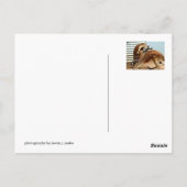 カンガルー ポストカード (裏面)