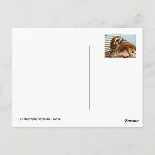 カンガルー ポストカード (裏面)