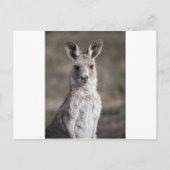 カンガルー ポストカード (正面)