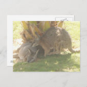 カンガルー ポストカード (正面/裏面)