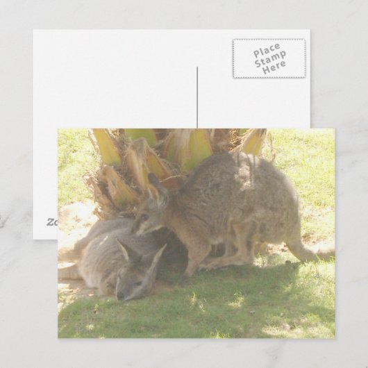 カンガルー ポストカード (正面/裏面)