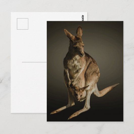 カンガルー ポストカード (正面/裏面)
