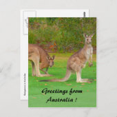 カンガルー ポストカード (正面/裏面)