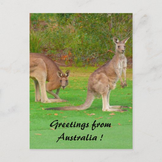 カンガルー ポストカード (正面)