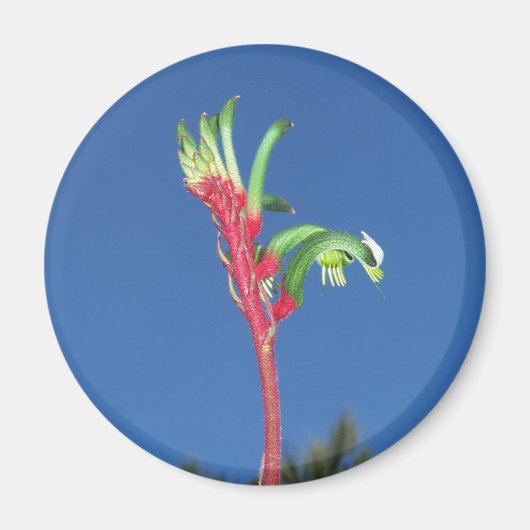 カンガルー・ポーの植物 マグネット (正面)