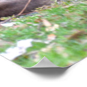 カンガルー・ミイラ ポスター (角)