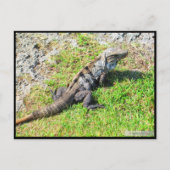 カンクン#16葉書 ポストカード (正面)