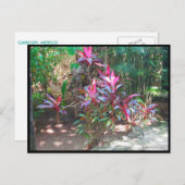 カンクン#17葉書 ポストカード (正面/裏面)