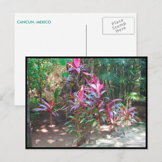 カンクン#17葉書 ポストカード (正面/裏面)