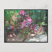 カンクン#17葉書 ポストカード (正面)