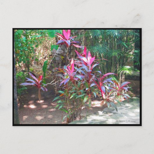 カンクン#17葉書 ポストカード (正面)