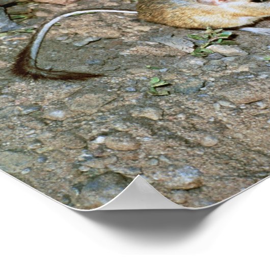 カンゲロラット ポスター (角)