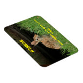 カンザスのバニーの中にはマグネットが大好きなものもある。 マグネット (右側)