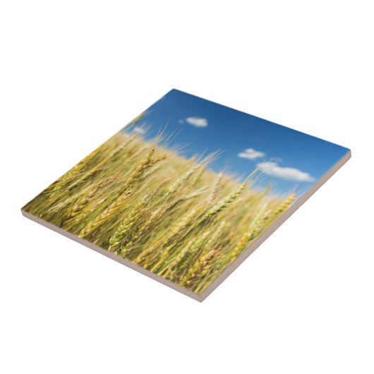 カンザスのムギ タイル (側面)