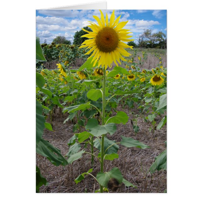 カンザスの花 (正面)