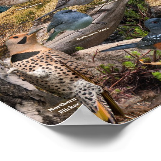 カンザスの裏庭の鳥 ポスター (角)