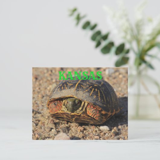 カンザスオスの箱シェルタートルポストカード ポストカード (スタンド正面)