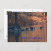 カンザスカナディアンゲーズポストカード ポストカード (正面/裏面)