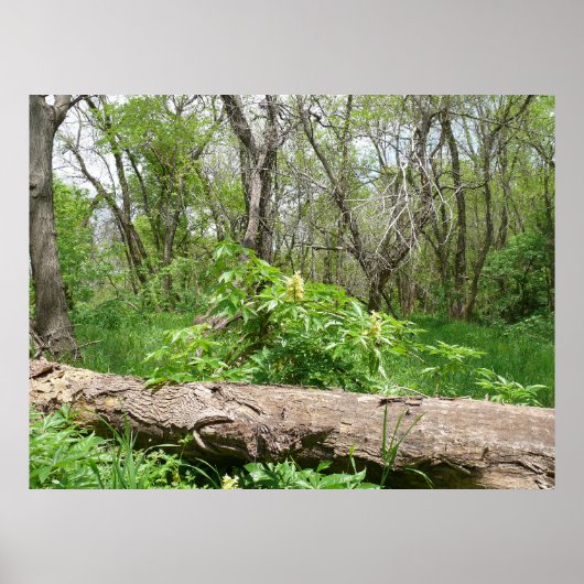 カンザスカントリー側 ポスター (正面)
