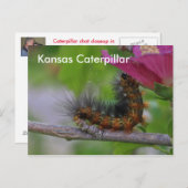 カンザスキャタピラーのクローズアップPOST CARD ポストカード (正面/裏面)