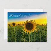カンザスグリーティングスサンフラワーフィールド ポストカード (正面/裏面)