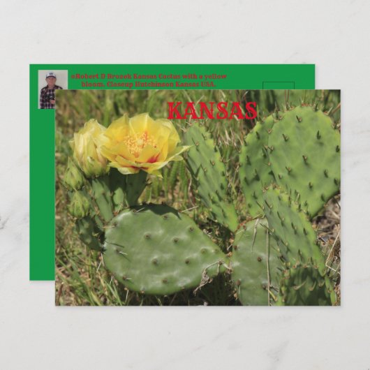 カンザスサボテン開花ポストカード ポストカード (正面/裏面)